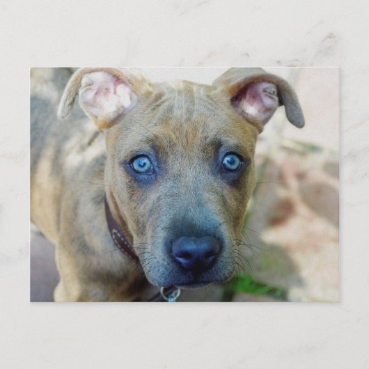 Brindle Pit Bull Puppy van Shirley Taylor Briefkaart (Voorkant)