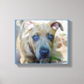 Brindle Pit Bull Puppy van Shirley Taylor Canvas Afdruk (Voorkant)