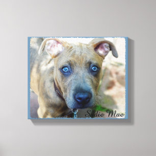 Brindle Pit Bull Puppy van Shirley Taylor Canvas Afdruk