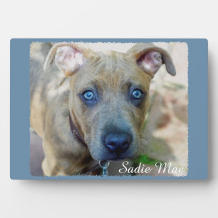 Brindle Pit Bull Puppy van Shirley Taylor Fotoplaat