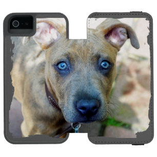 Brindle Pit Bull Puppy van Shirley Taylor