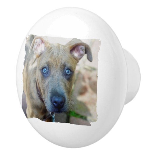 Brindle Pit Bull Puppy van Shirley Taylor Keramische Knop (Rechts)