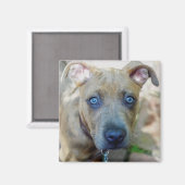 Brindle Pit Bull Puppy van Shirley Taylor Magneet (Voorkant / Achterkant)