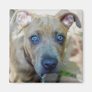 Brindle Pit Bull Puppy van Shirley Taylor Magneet