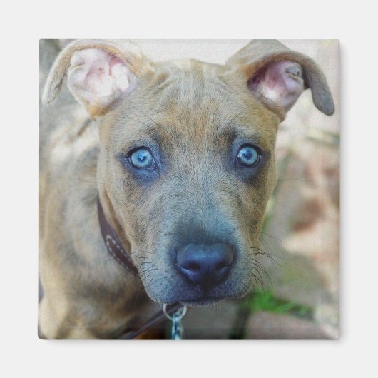 Brindle Pit Bull Puppy van Shirley Taylor Magneet (Voorkant)