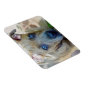 Brindle Pit Bull Puppy van Shirley Taylor Magneet (Rechterzijde)