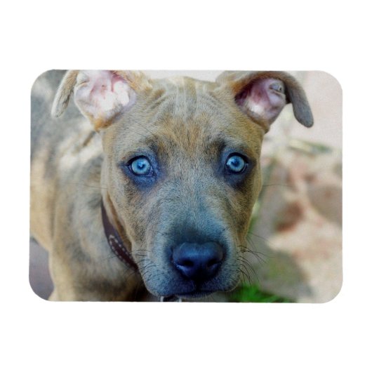 Brindle Pit Bull Puppy van Shirley Taylor Magneet (Horizontaal)