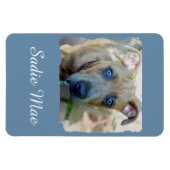 Brindle Pit Bull Puppy van Shirley Taylor Magneet (Horizontaal)