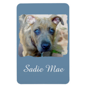 Brindle Pit Bull Puppy van Shirley Taylor Magneet