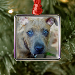 Brindle Pit Bull Puppy van Shirley Taylor Metalen Ornament
