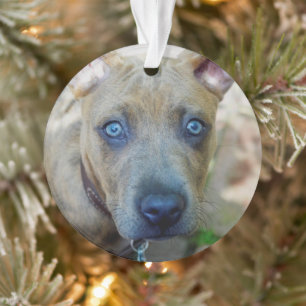 Brindle Pit Bull Puppy van Shirley Taylor Ornament