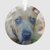 Brindle Pit Bull Puppy van Shirley Taylor Ornament (achterkant)