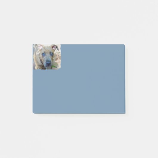 Brindle Pit Bull Puppy van Shirley Taylor Post-it® Notes (Voorkant)