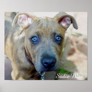 Brindle Pit Bull Puppy van Shirley Taylor Poster