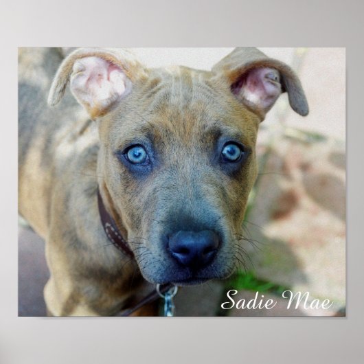 Brindle Pit Bull Puppy van Shirley Taylor Poster (Voorkant)