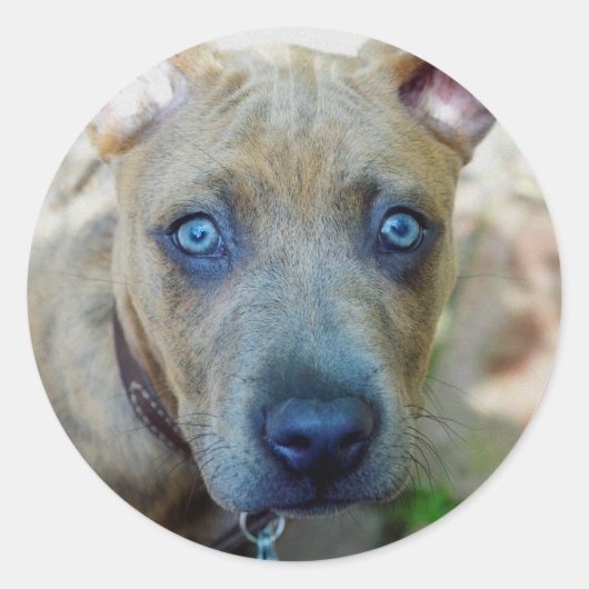 Brindle Pit Bull Puppy van Shirley Taylor Ronde Sticker (Voorkant)