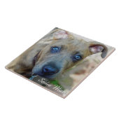 Brindle Pit Bull Puppy van Shirley Taylor Tegeltje (Zijkant)