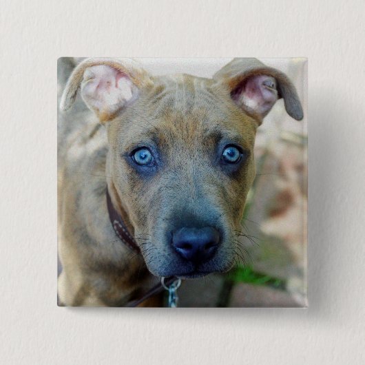 Brindle Pit Bull Puppy van Shirley Taylor Vierkante Button 5,1 Cm (Voorkant)
