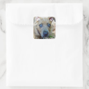 Brindle Pit Bull Puppy van Shirley Taylor Vierkante Sticker
