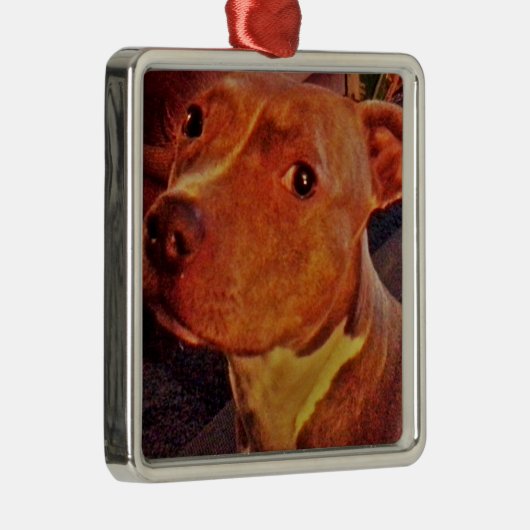 BRINDLE PIT BULL-versiering Metalen Ornament (Rechts)