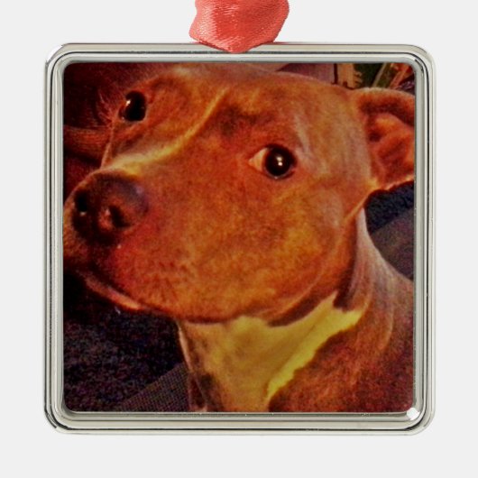 BRINDLE PIT BULL-versiering Metalen Ornament (Voorkant)