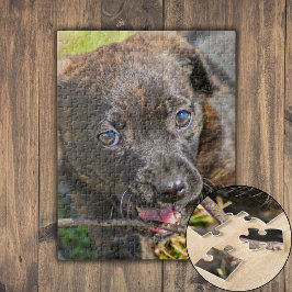Brindle Puppy Chewing on Twig Legpuzzel