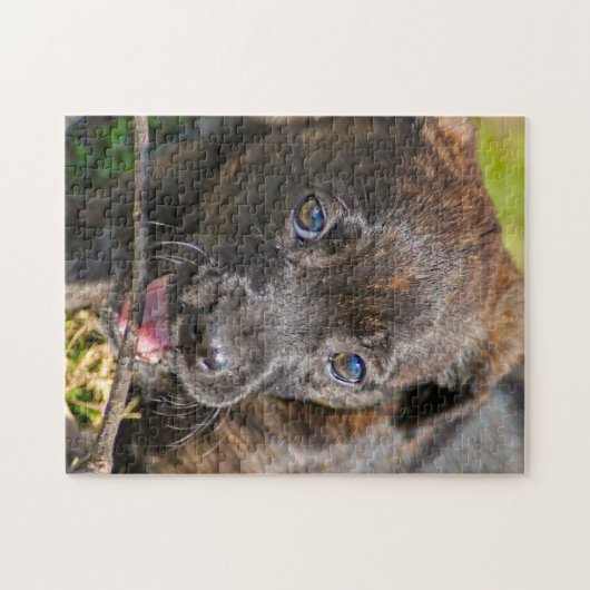 Brindle Puppy Chewing on Twig Legpuzzel (Horizontaal)