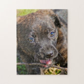 Brindle Puppy Chewing on Twig Legpuzzel (Verticaal)