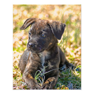 Brindle Puppy en Wilde Onion Foto Afdruk
