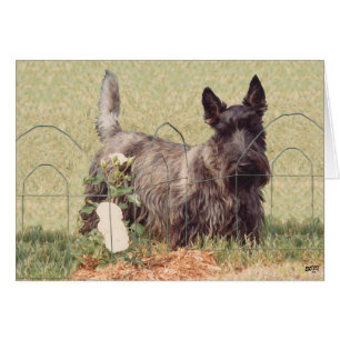 Brindle Scottish Terrier met Rozen