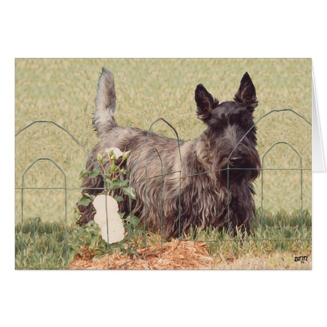 Brindle Scottish Terrier met Rozen (Voorkant Horizontaal)