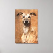 Brindle Whippet Dog Canvas Afdruk (Voorkant)