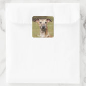 Brindle Whippet-Stickers Vierkante Sticker (Tas)