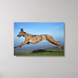 Brindled Lurcher Canvas Afdruk