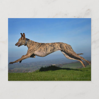 Brindled Lurcher Greyhound Cross Briefkaart