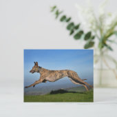 Brindled Lurcher Greyhound Cross Briefkaart (Staand voorkant)
