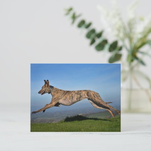 Brindled Lurcher Greyhound Cross Briefkaart (Staand voorkant)