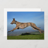 Brindled Lurcher Greyhound Cross Briefkaart (Voorkant / Achterkant)