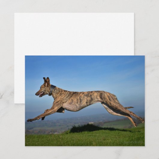 Brindled Lurcher Greyhound Cross Briefkaart (Voorkant / Achterkant)