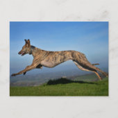 Brindled Lurcher Greyhound Cross Briefkaart (Voorkant)