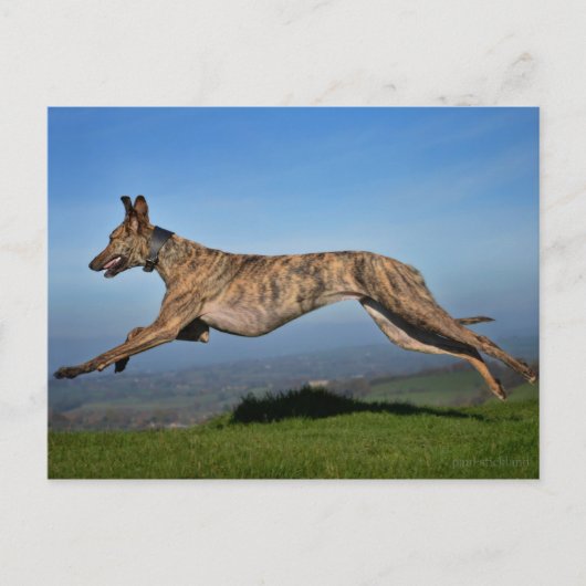 Brindled Lurcher Greyhound Cross Briefkaart (Voorkant)