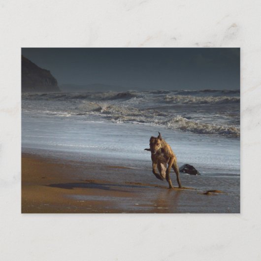 Brindled Lurcher Greyhound op Beach Briefkaart (Voorkant)