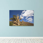 Bristlecone in het Ancient Bristlecone Forest, Canvas Afdruk (Insitu (Houten vloer))