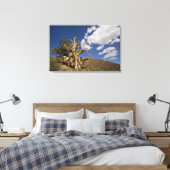 Bristlecone in het Ancient Bristlecone Forest, Canvas Afdruk (Insitu (Slaapkamer))