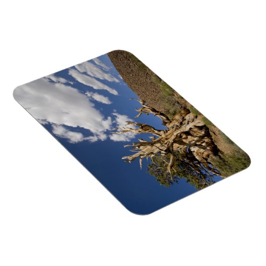 Bristlecone in het Ancient Bristlecone Forest, Magneet (Rechterzijde)