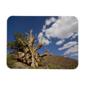 Bristlecone in het Ancient Bristlecone Forest, Magneet (Horizontaal)