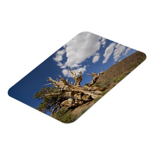 Bristlecone in het Ancient Bristlecone Forest, Magneet (Linkerzijde)