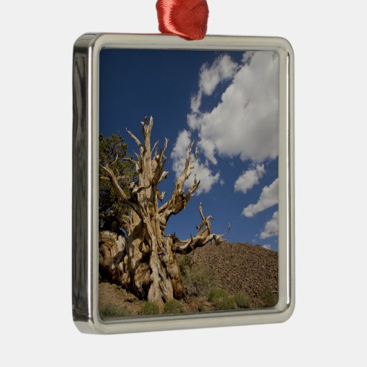 Bristlecone in het Ancient Bristlecone Forest, Metalen Ornament (Rechts)