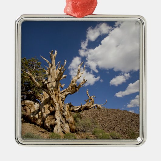 Bristlecone in het Ancient Bristlecone Forest, Metalen Ornament (Voorkant)