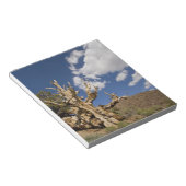 Bristlecone in het Ancient Bristlecone Forest, Notitieblok (Schuin)